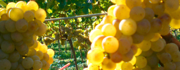 Weingut Meier, Weyher
